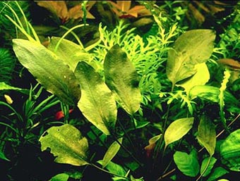 Cryptocoryne cordate